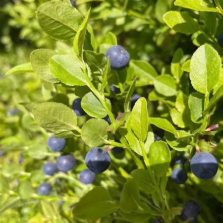 Saimaa Vakantiehuis *