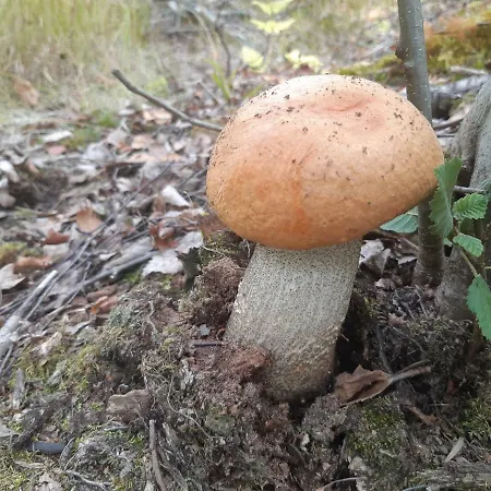 Dom wakacyjny Saimaa