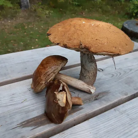 Dom wakacyjny Saimaa
