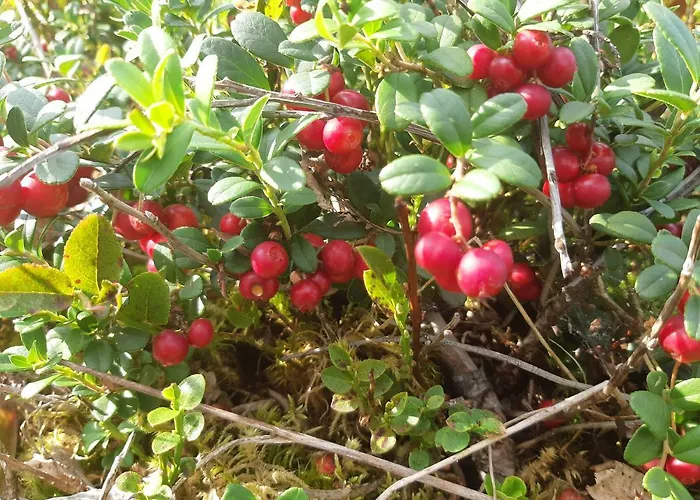 Saimaa 度假居 Vuoriniemi